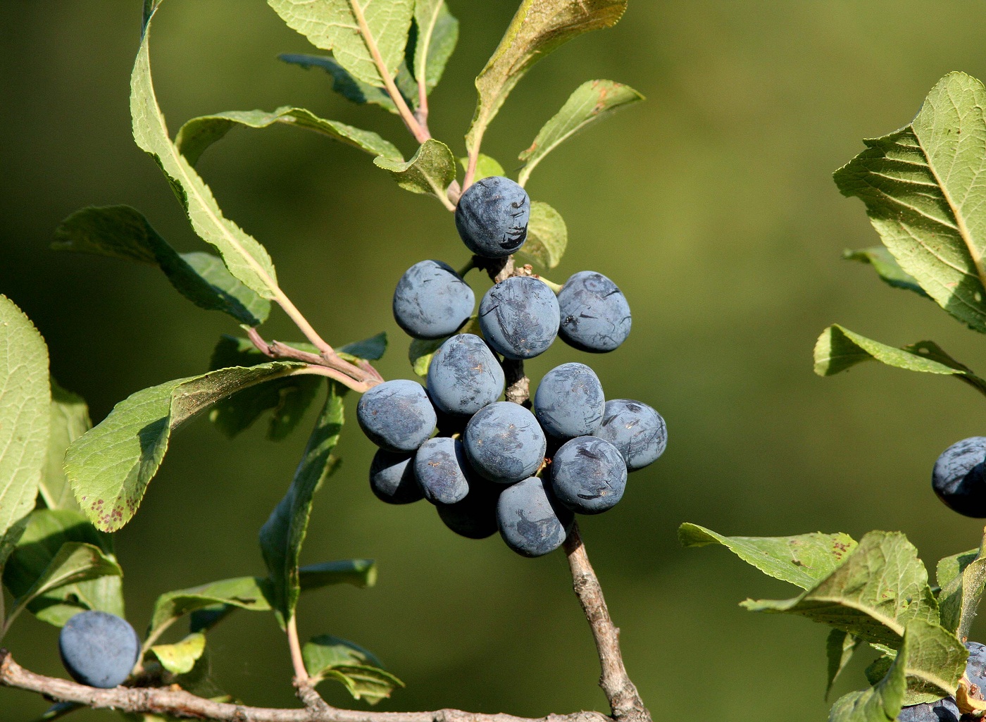 Image of Prunus stepposa specimen.