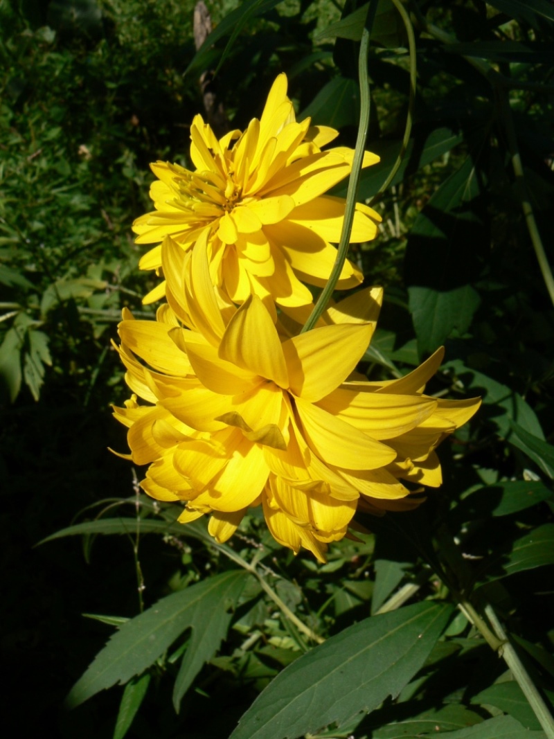 Image of Rudbeckia laciniata specimen.