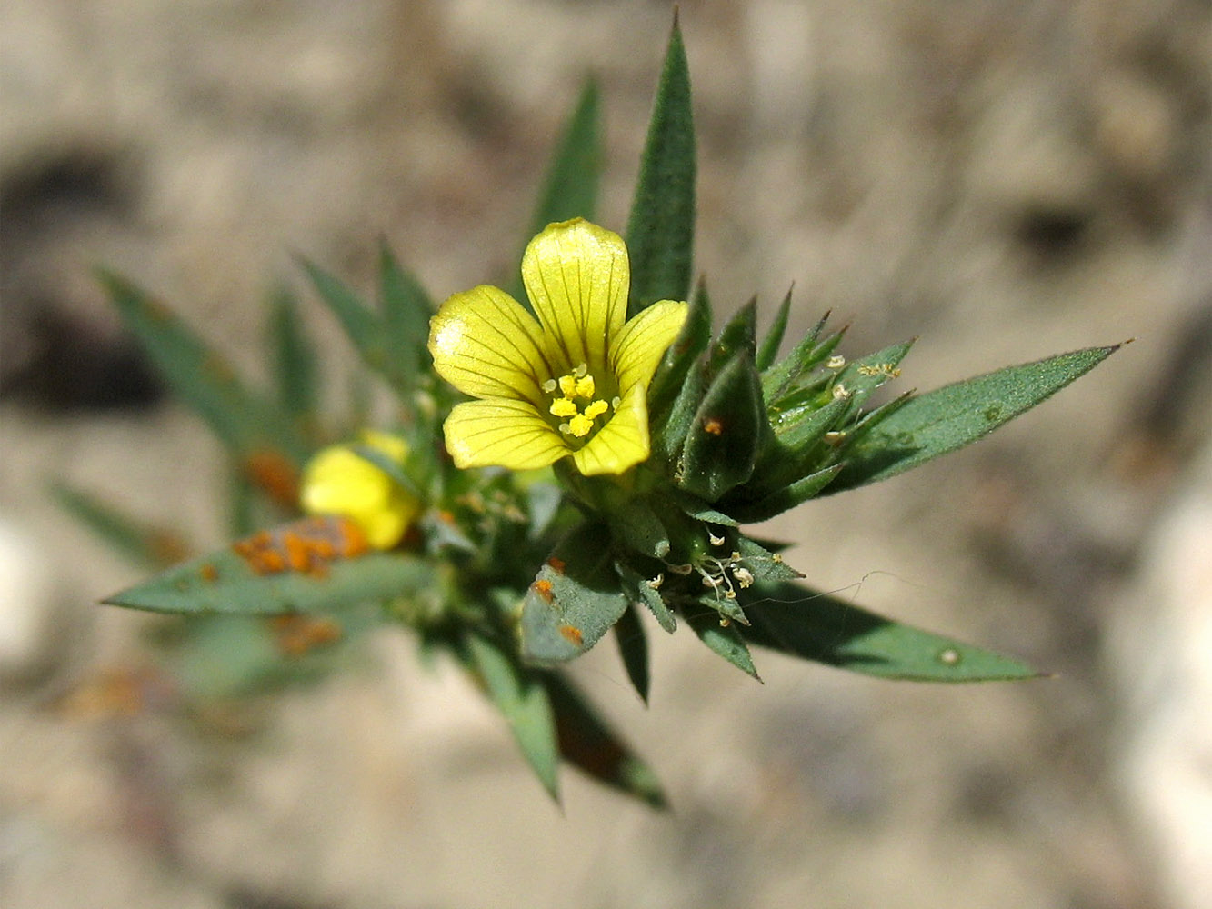 Image of Linum strictum ssp. spicatum specimen.