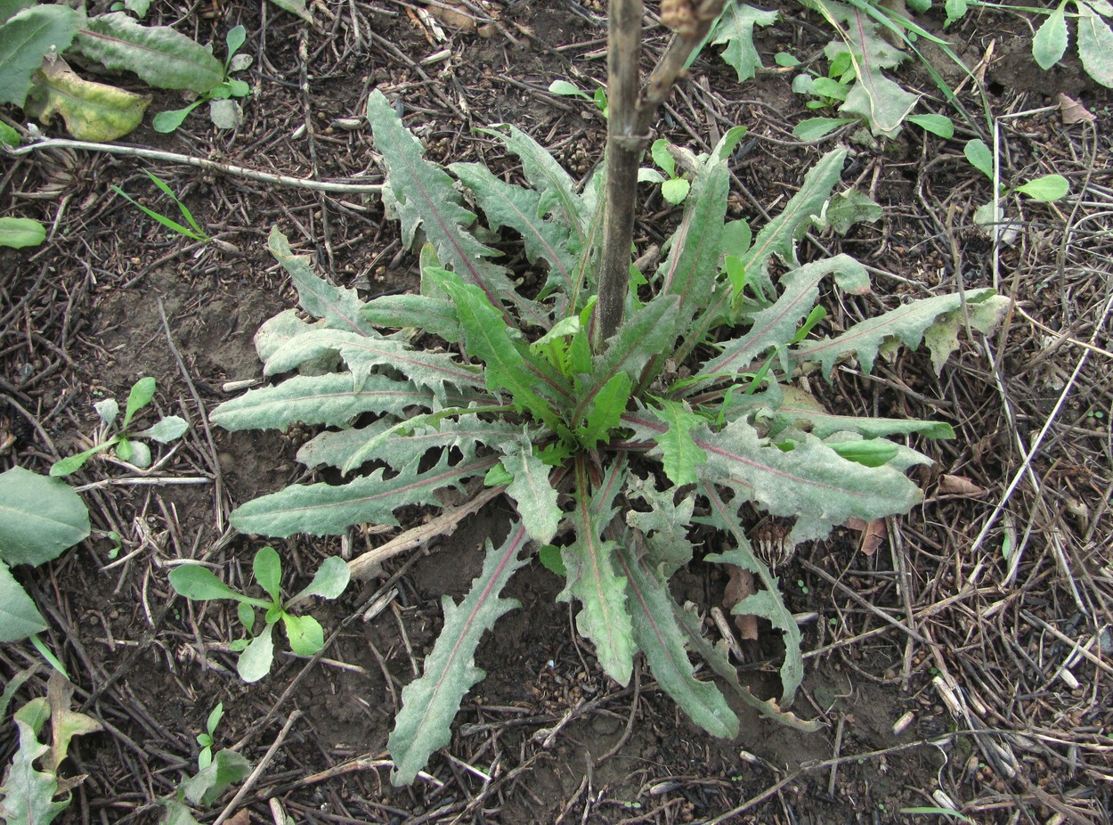 Image of Cichorium intybus specimen.