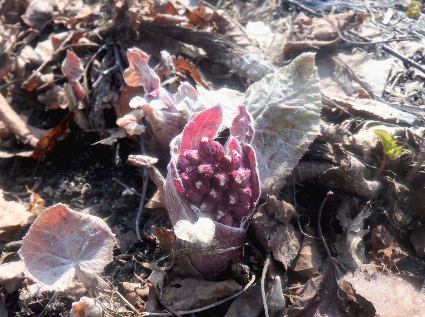 Изображение особи Petasites hybridus.