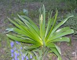 Eremurus robustus