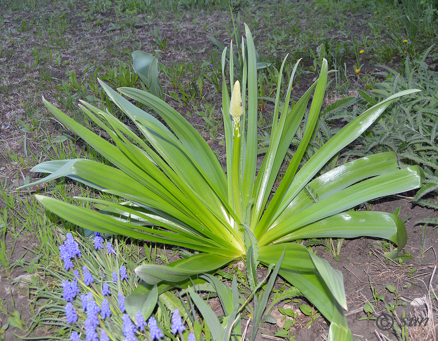 Изображение особи Eremurus robustus.