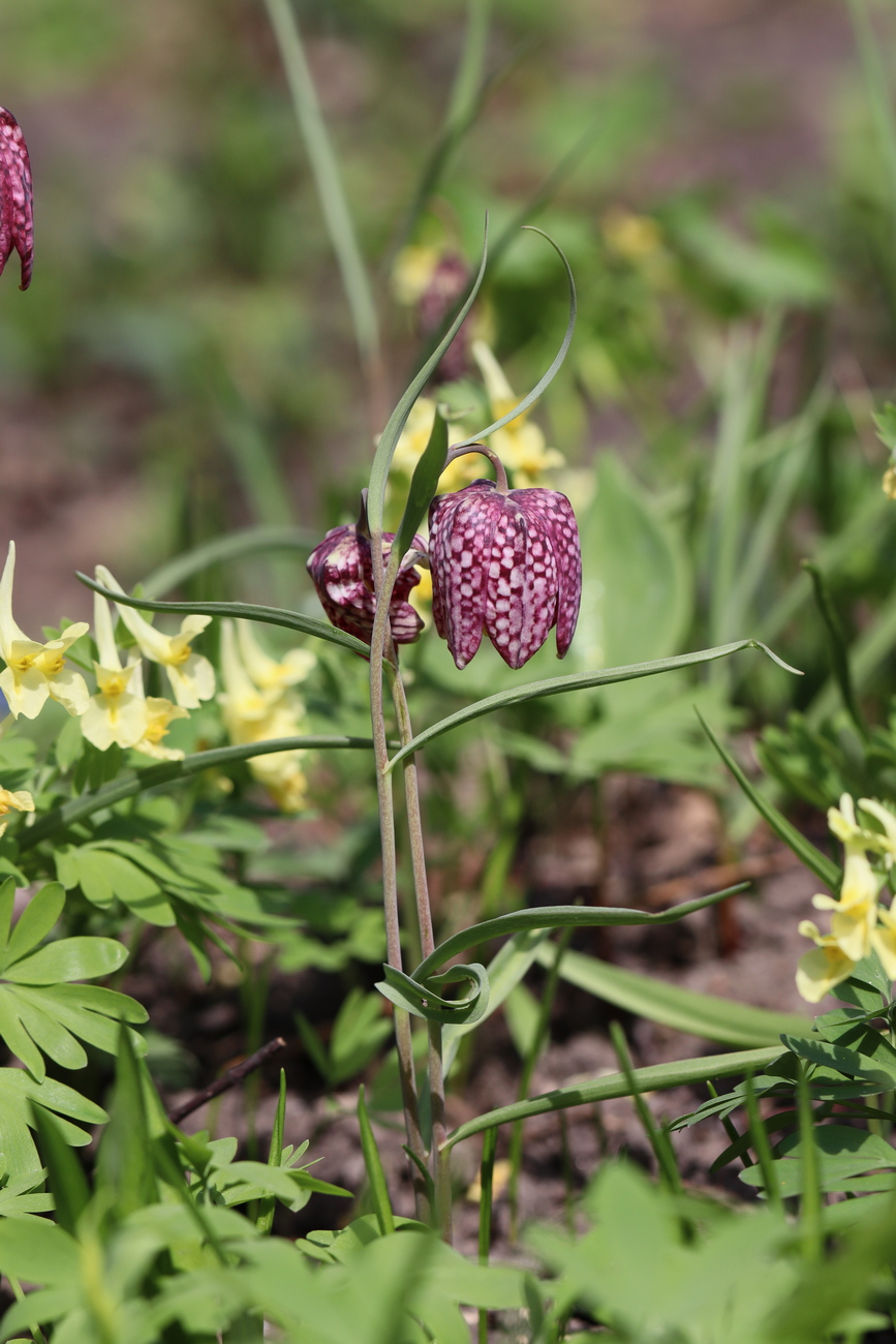 Image of Fritillaria meleagris specimen.