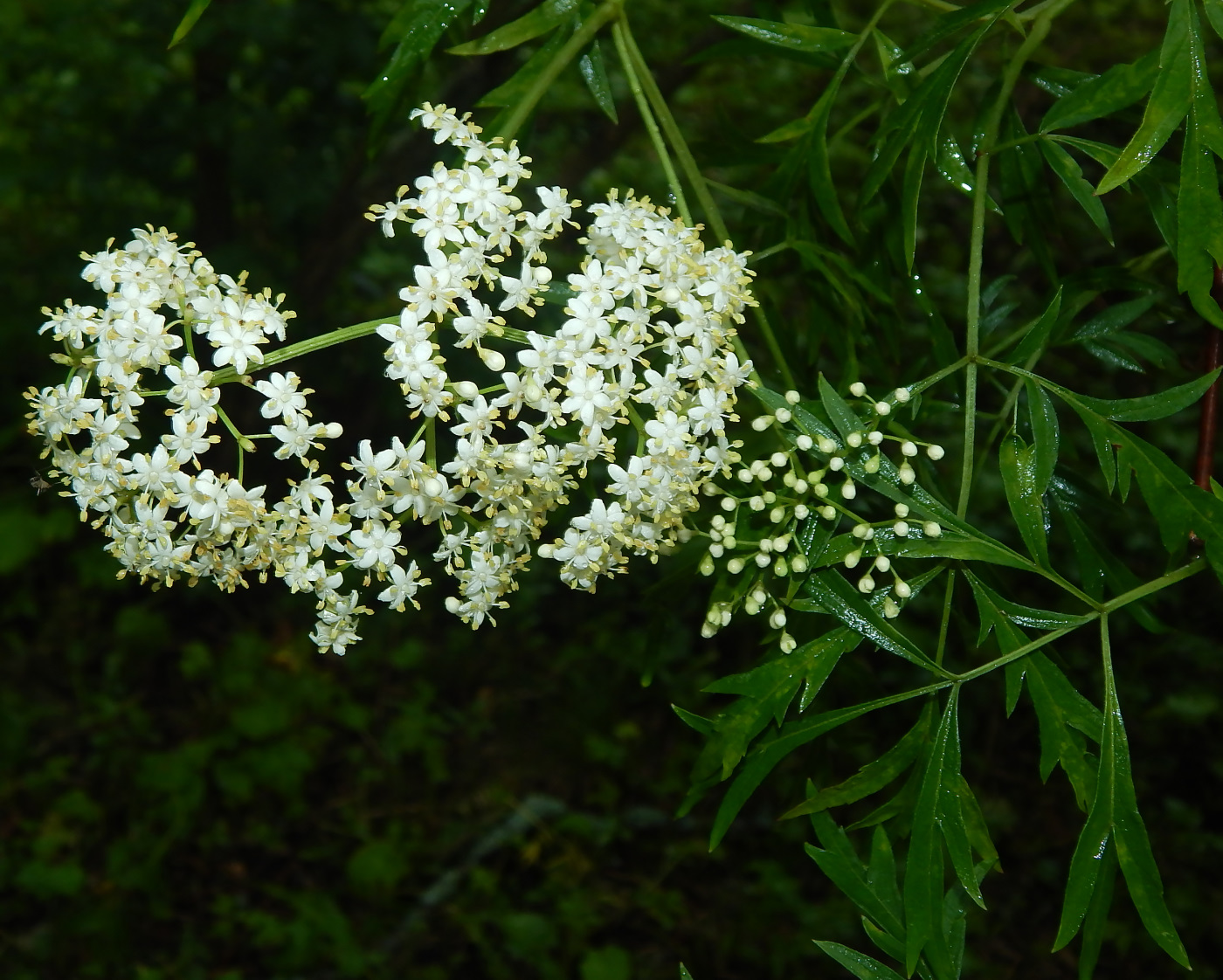 Image of Sambucus nigra f. laciniata specimen.