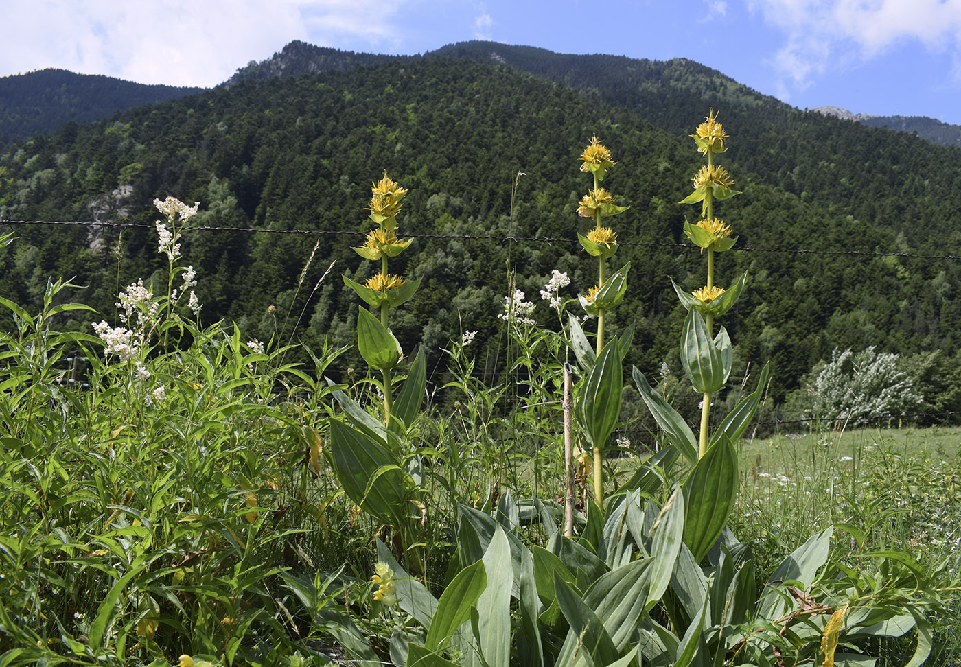 Image of Gentiana lutea specimen.