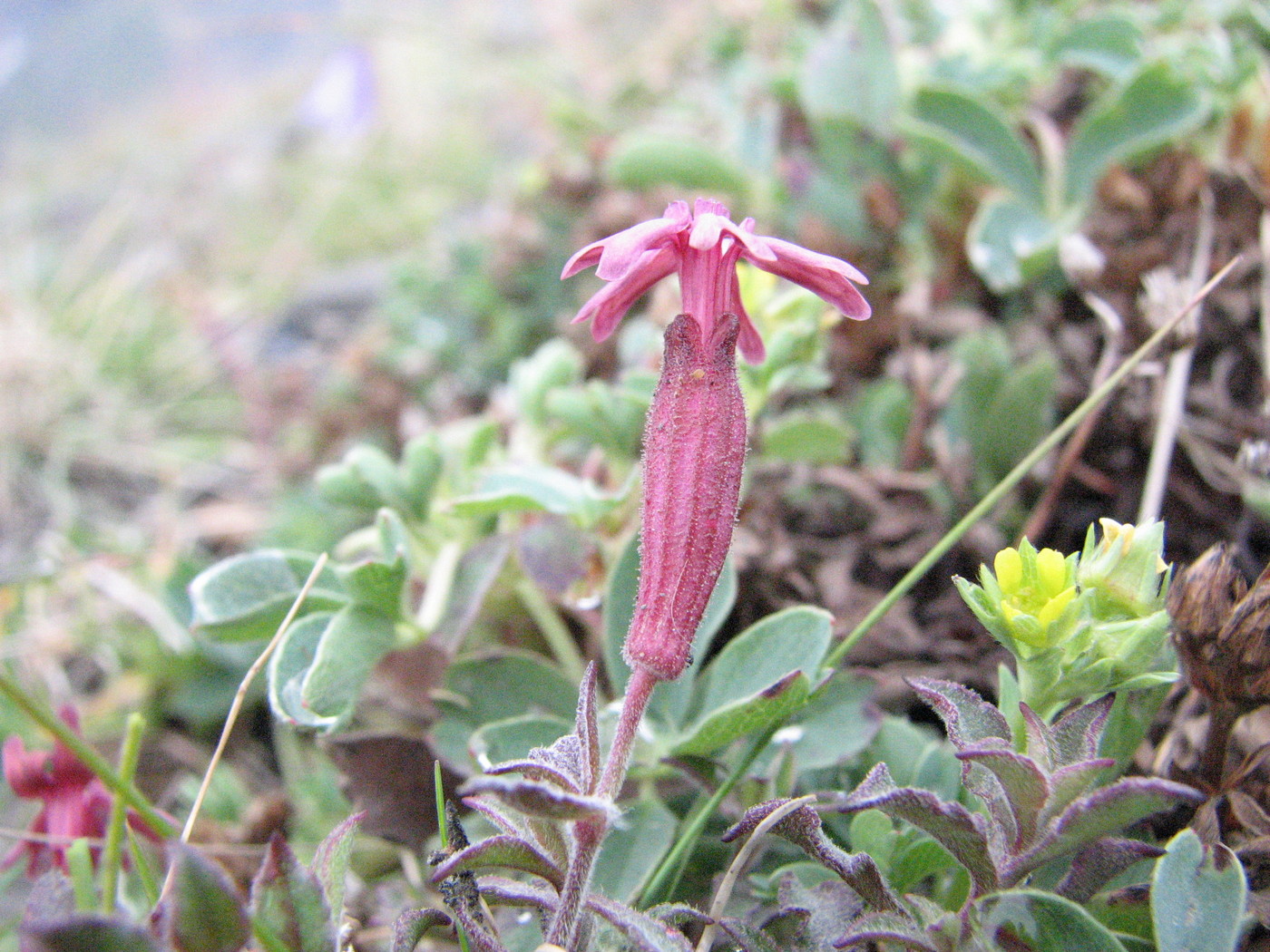 Изображение особи Silene humilis.