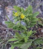 Potentilla longifolia