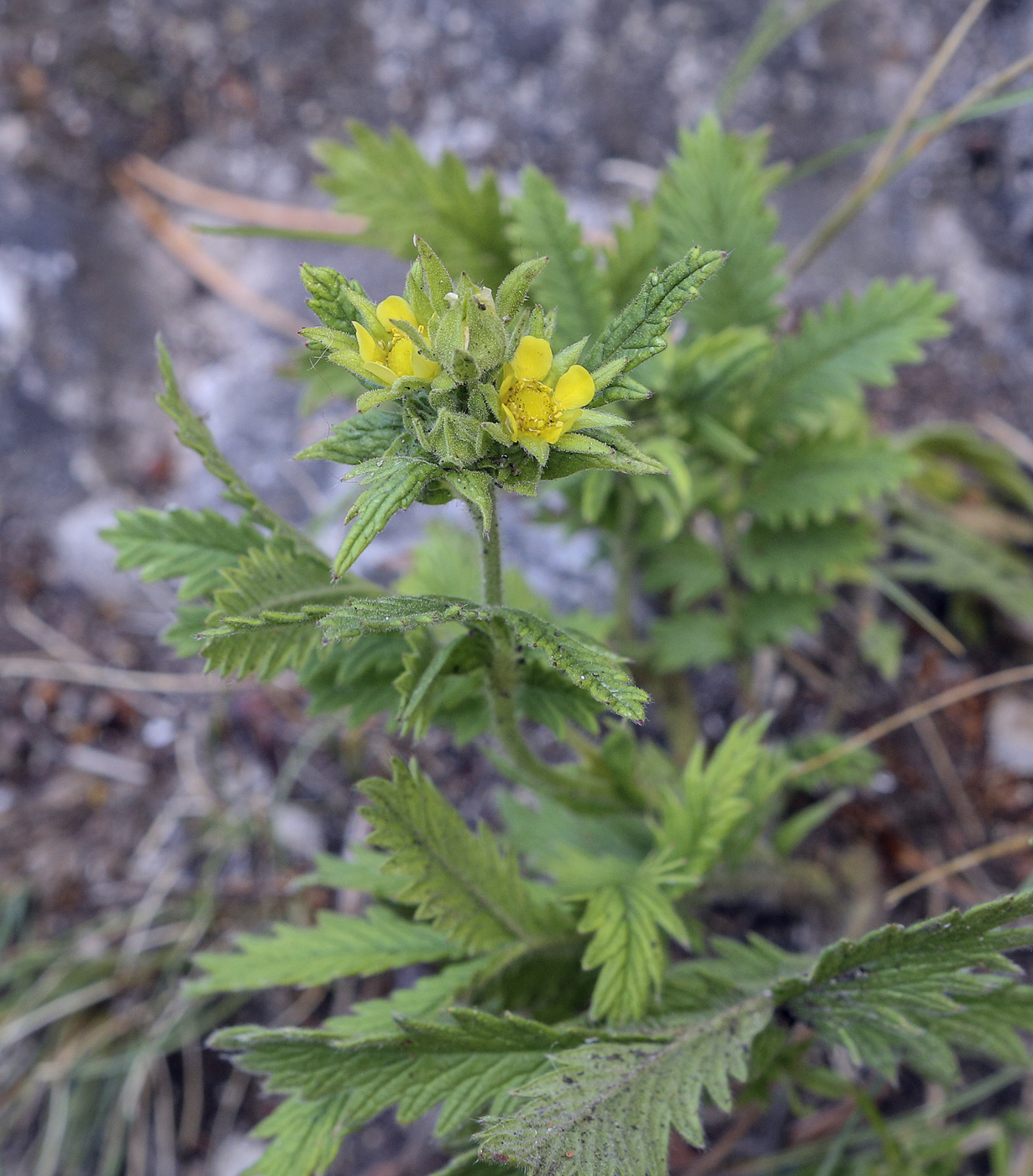 Изображение особи Potentilla longifolia.