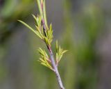 Coleonema pulchellum