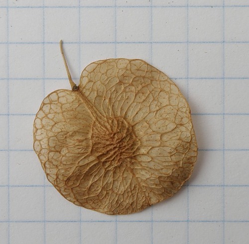 Изображение особи Ptelea trifoliata.
