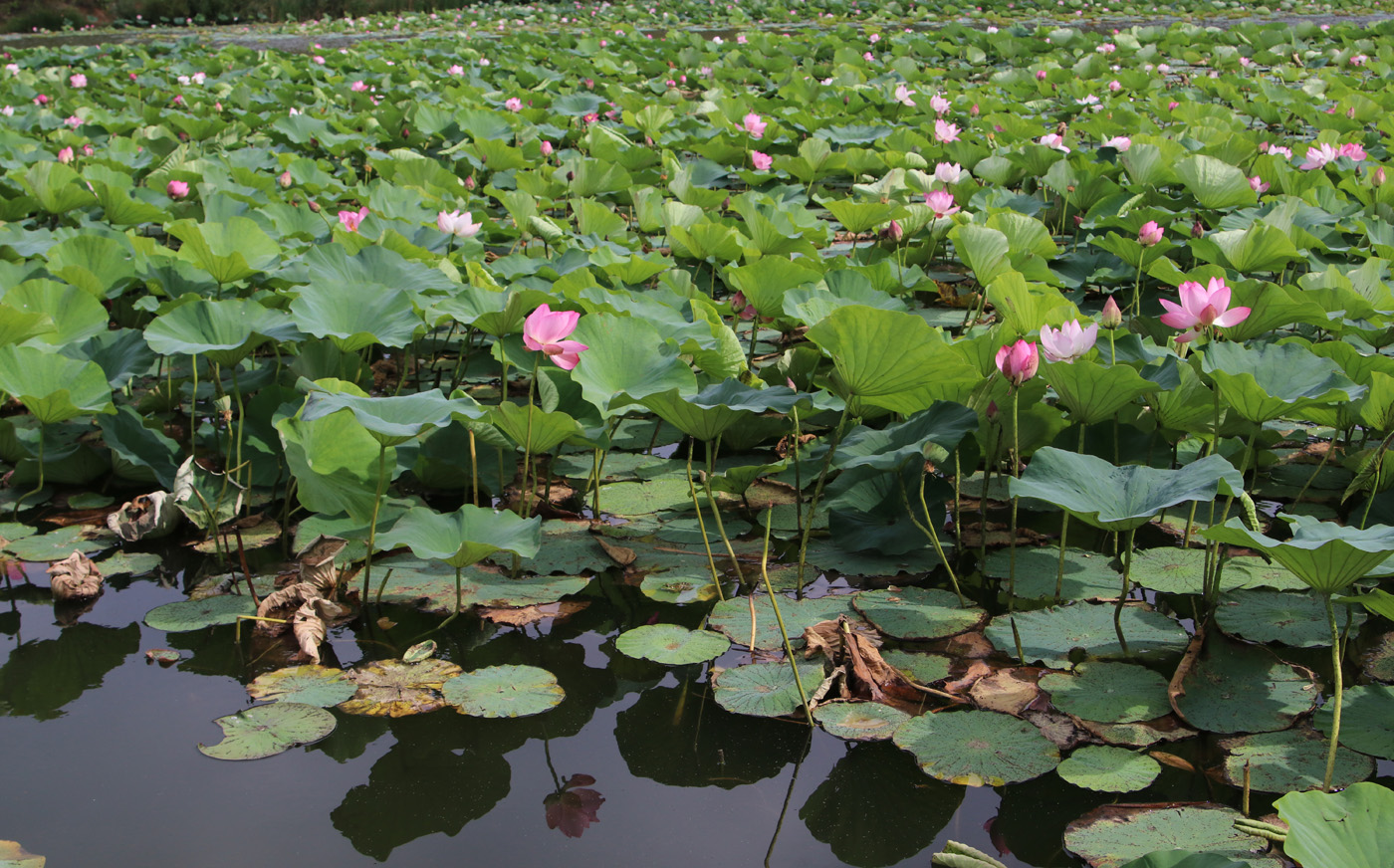 Изображение особи Nelumbo komarovii.