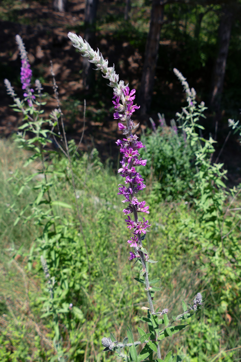 Image of Lythrum tomentosum specimen.