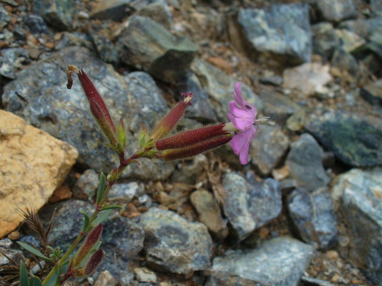 Изображение особи Saponaria stranjensis.