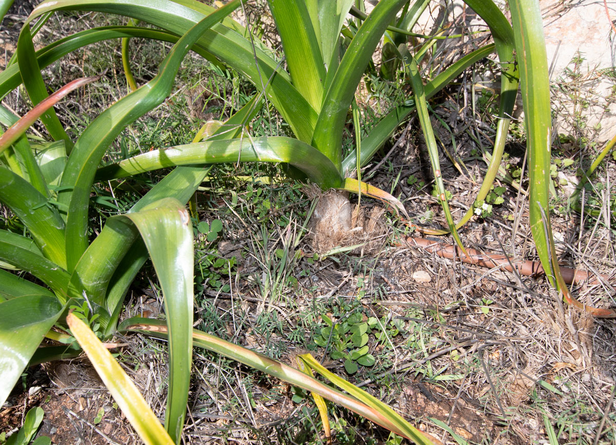 Image of Bulbinella latifolia specimen.