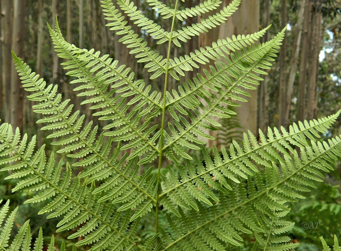 Изображение особи Pteridium aquilinum.