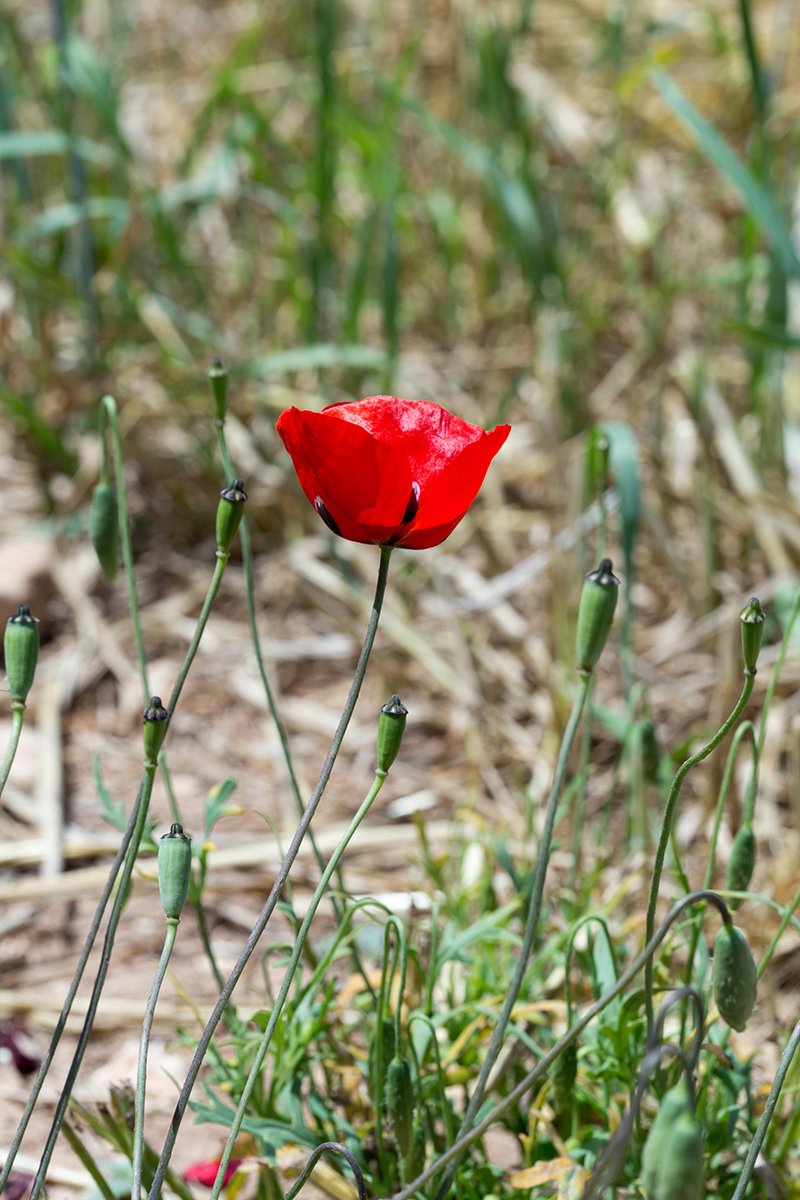 Изображение особи род Papaver.