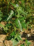 Atriplex sagittata