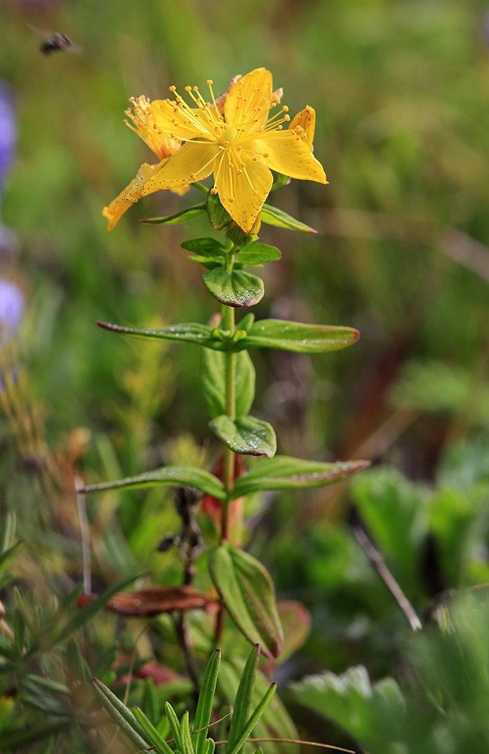 Image of Hypericum attenuatum specimen.