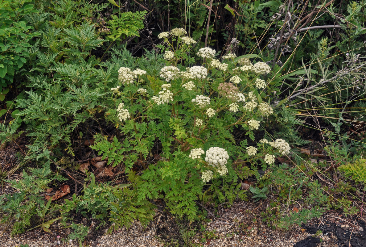 Image of Seseli seseloides specimen.