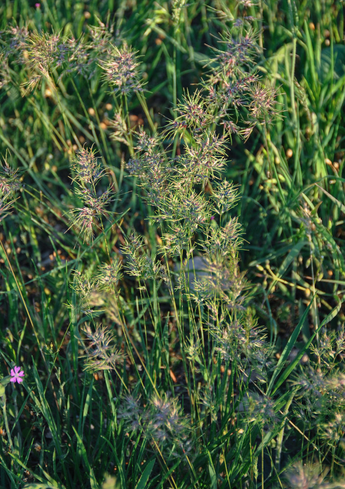 Изображение особи Poa bulbosa ssp. vivipara.