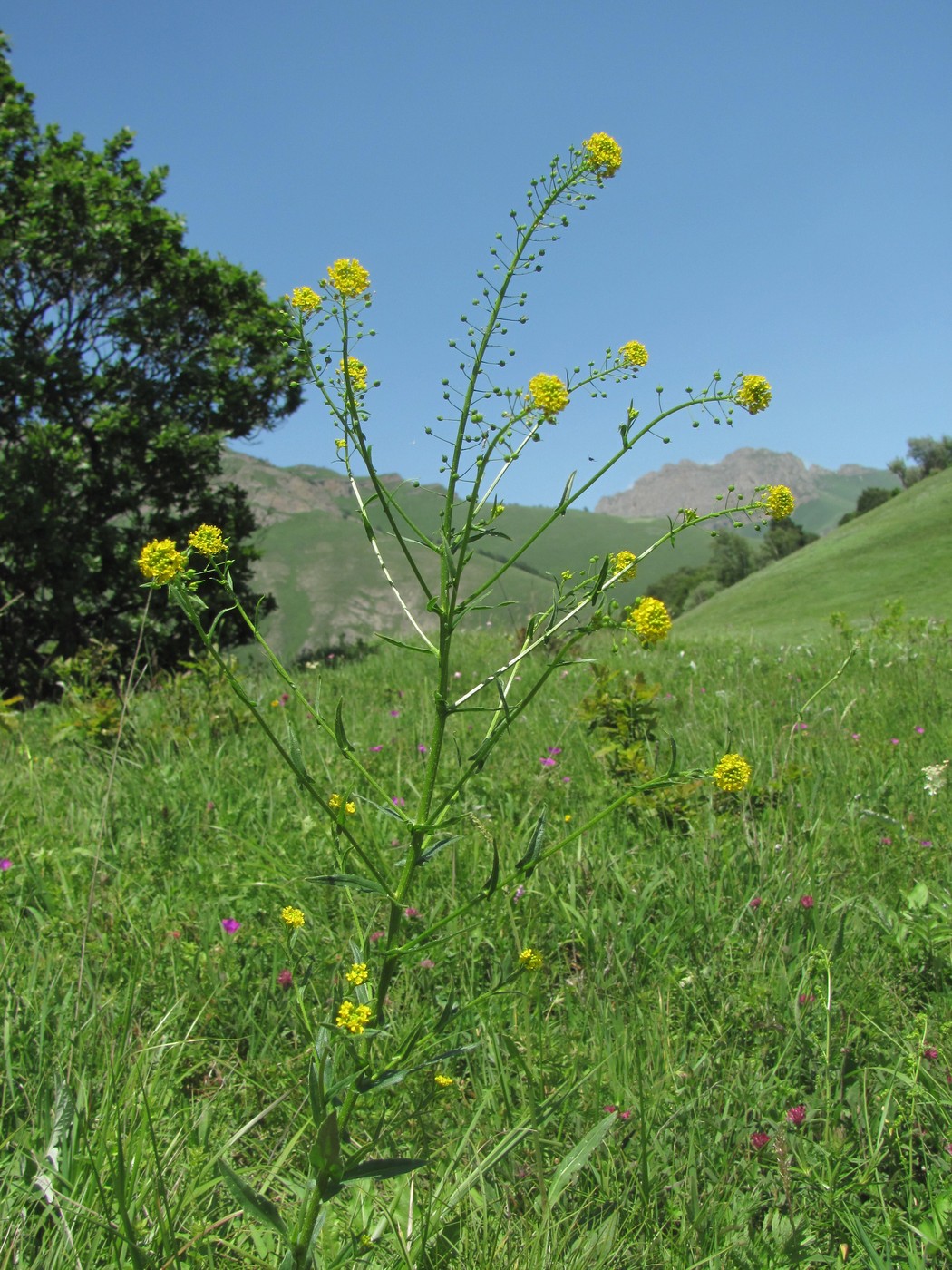 Изображение особи Neslia paniculata.