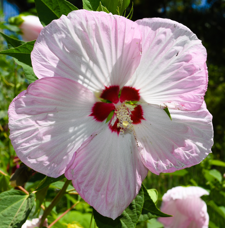 Image of Hibiscus laevis specimen.