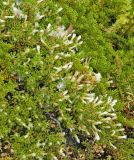 Baccharis tricuneata. Плодоносящее растение (женский экземпляр). Аргентина, пров. Санта-Круз, нац. парк \"Лос-Гласьярес\", берег оз. Архентино напротив ледника Перито Морено, верещатник. 15.03.2014.