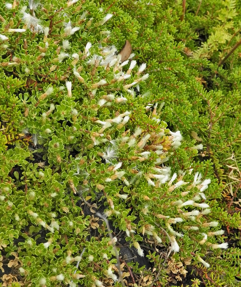 Image of Baccharis tricuneata specimen.