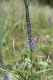 Veronica spicata. Верхушка побега с соцветием с бутонами и распускающимися цветками. Ленинградская обл., Кингисеппский р-н, окр. дер. Урмизно, побережье Финского залива, сухой лужок на песке в окружении смешанного леса, у грунтовой дороги. 22.08.2021.