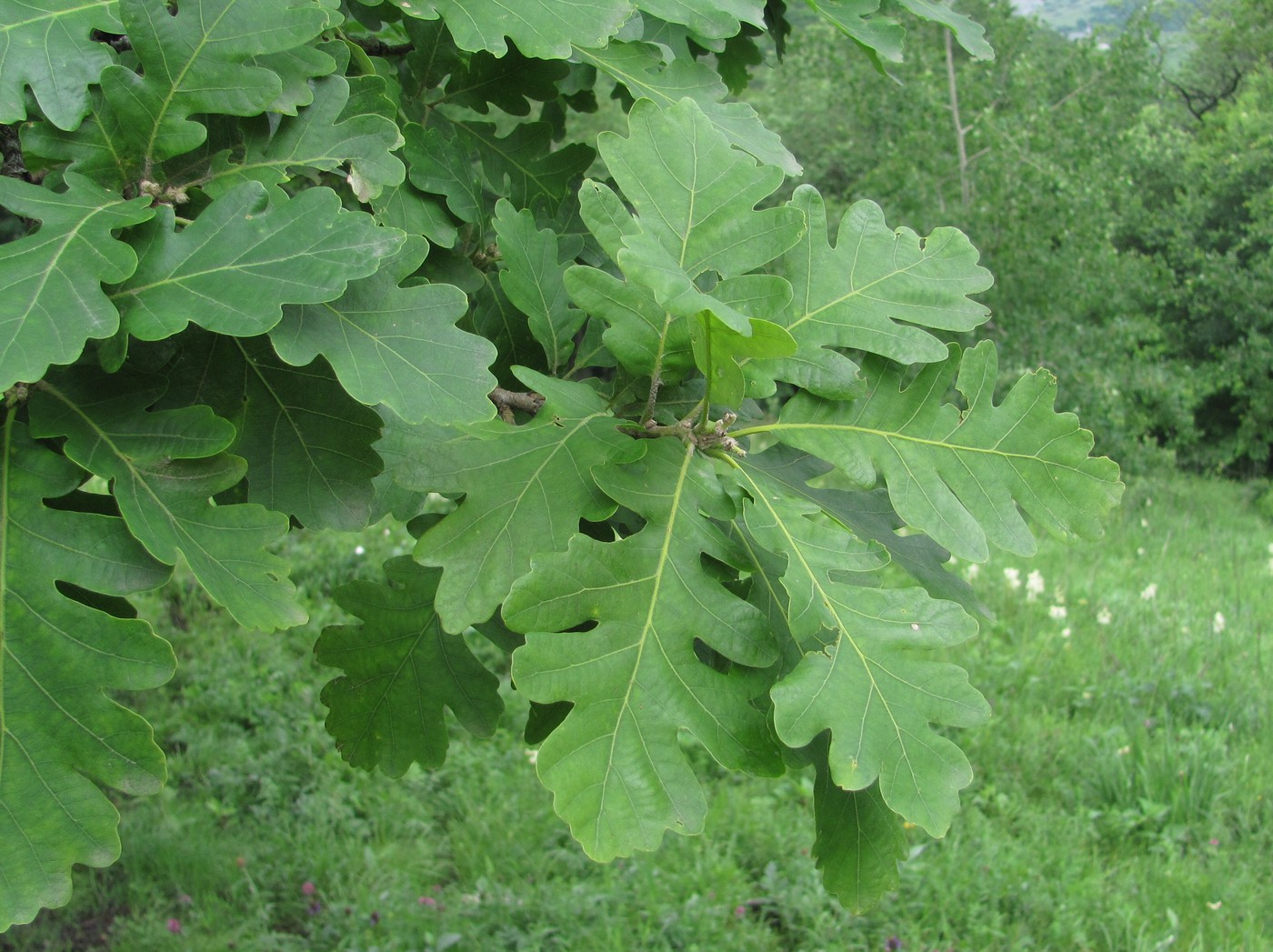 Изображение особи Quercus petraea.