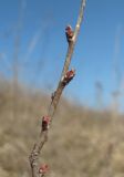 Amygdalus nana