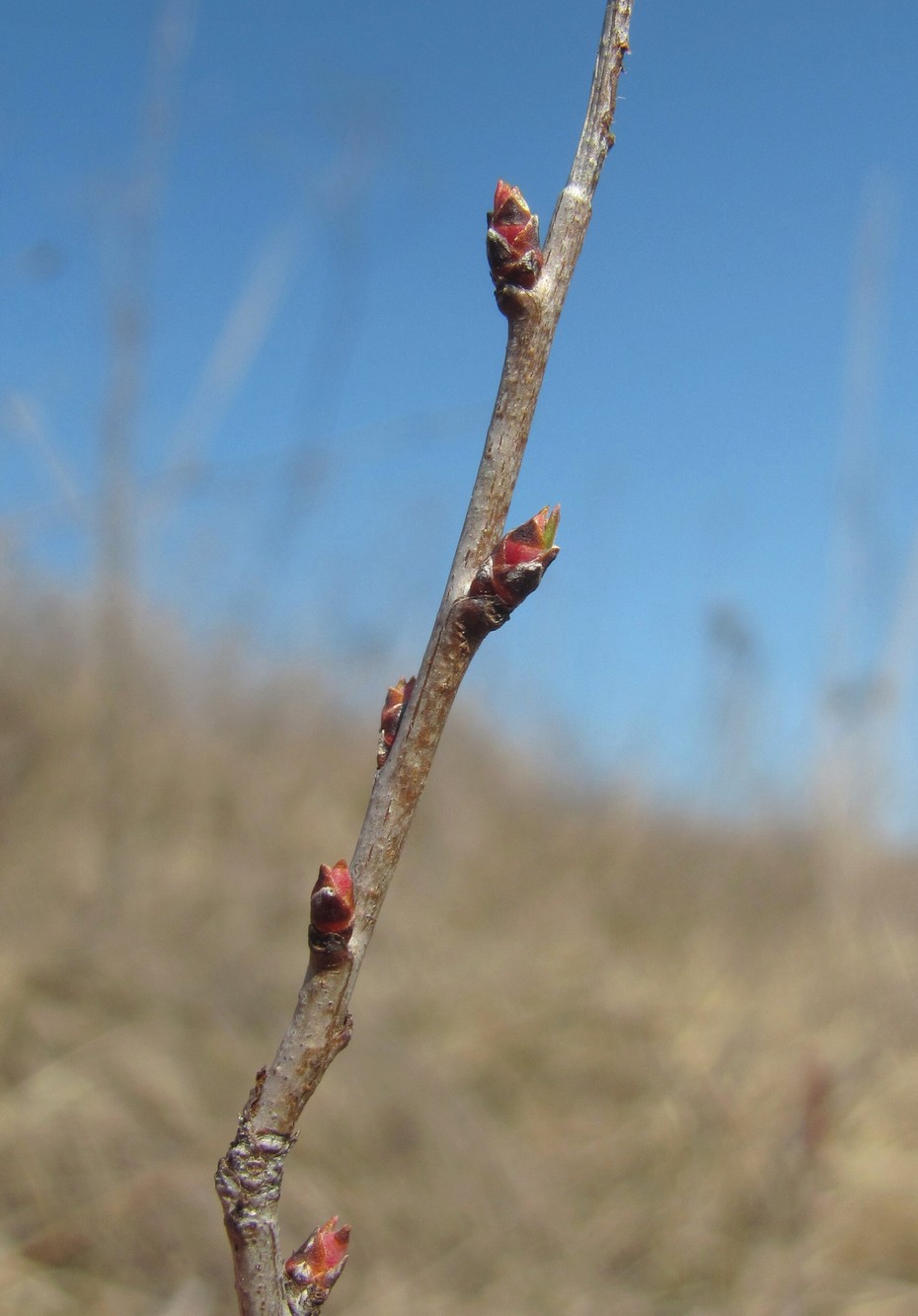 Изображение особи Amygdalus nana.