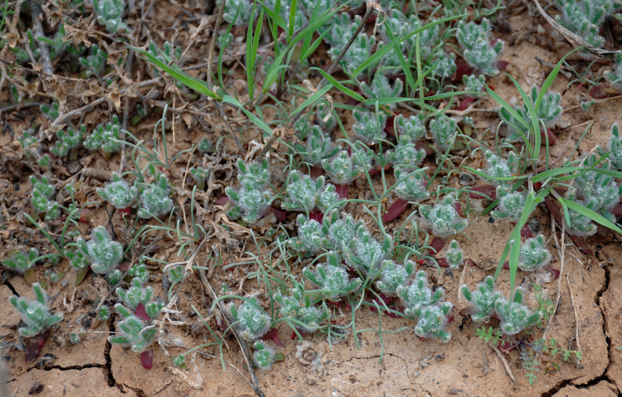 Image of Sedobassia sedoides specimen.