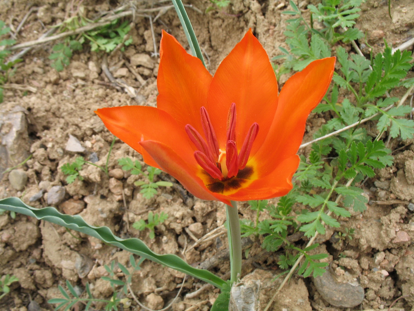 Image of Tulipa ostrowskiana specimen.