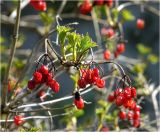 Viburnum opulus