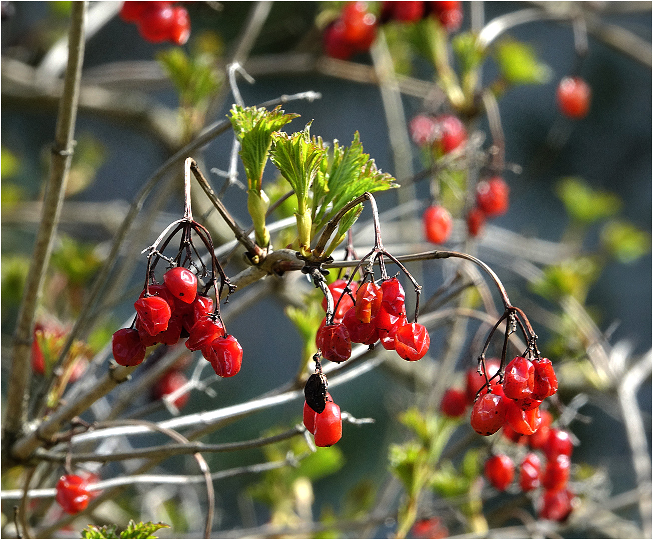 Image of Viburnum opulus specimen.