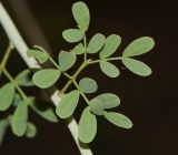 Parkinsonia florida