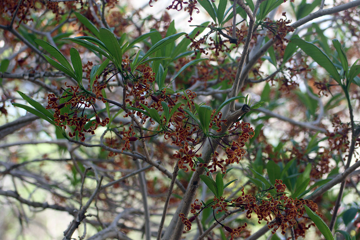 Image of Strophanthus boivinii specimen.