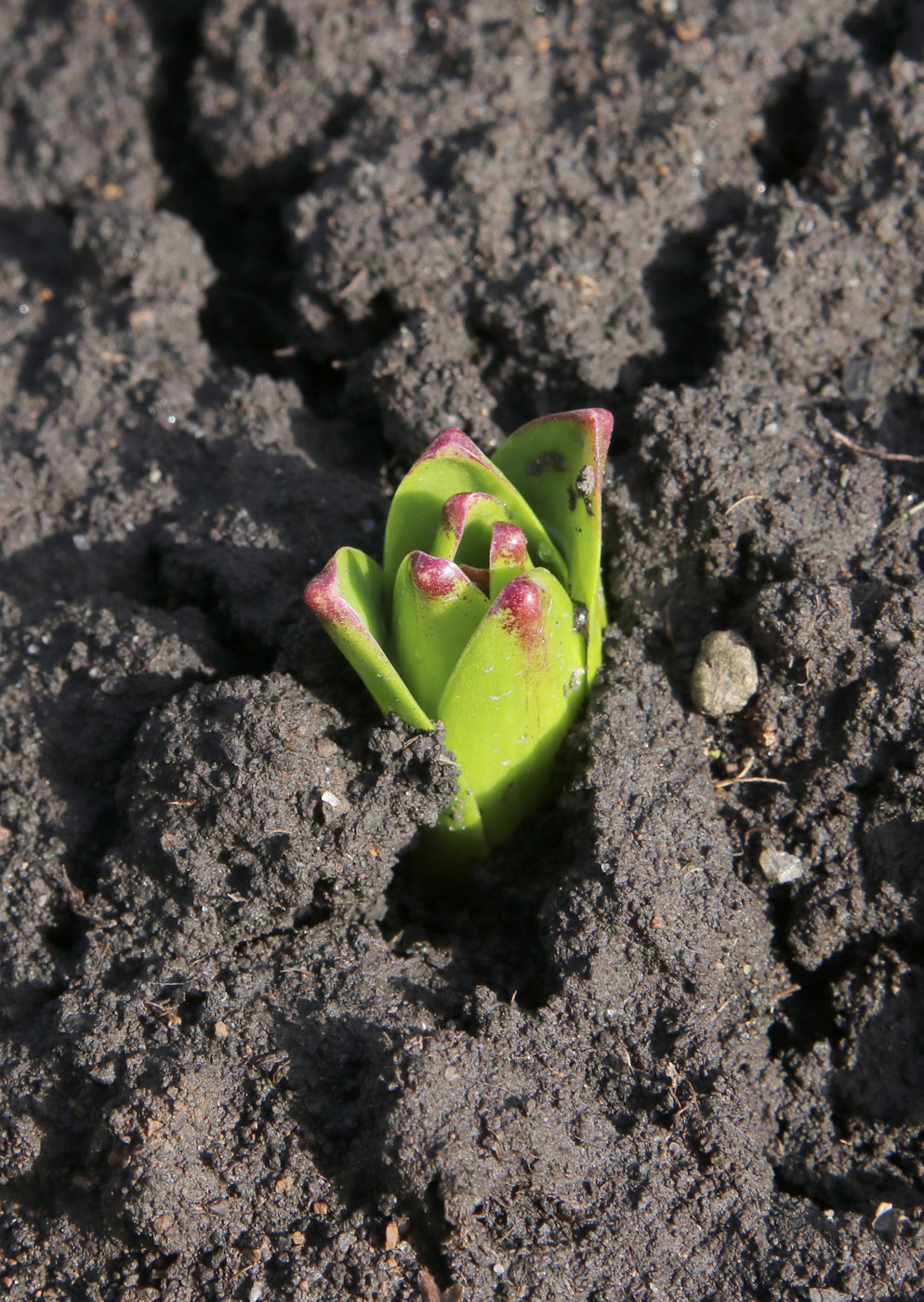 Image of Hyacinthus orientalis specimen.