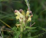 Pedicularis chroorrhyncha