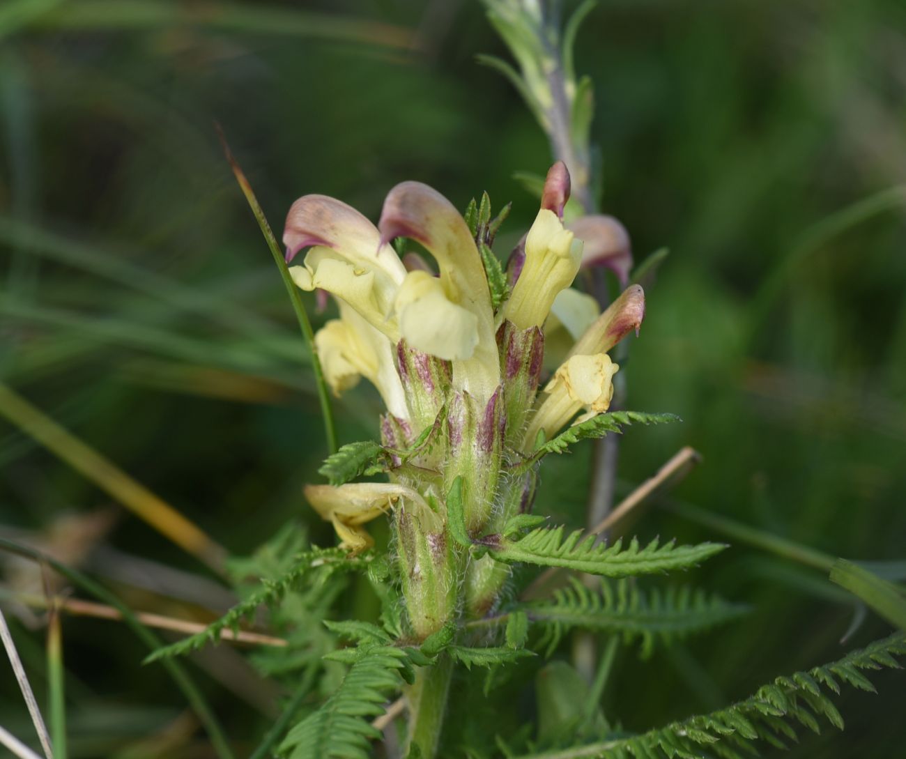 Image of Pedicularis chroorrhyncha specimen.