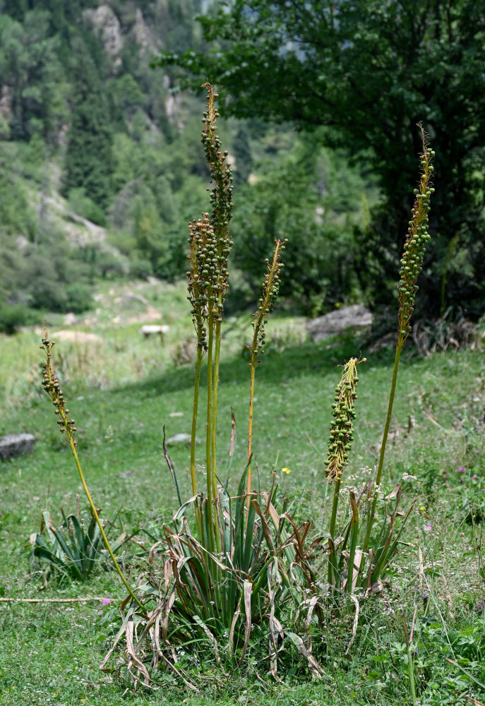 Изображение особи Eremurus fuscus.