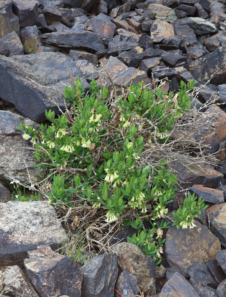 Image of Lonicera hispida specimen.