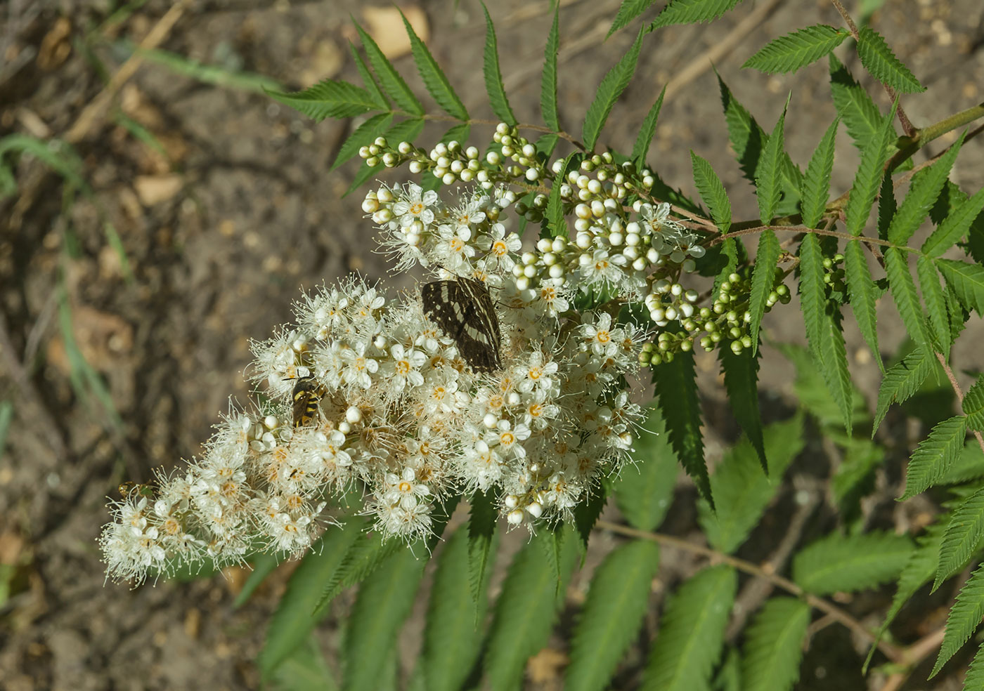 Image of Sorbaria sorbifolia specimen.