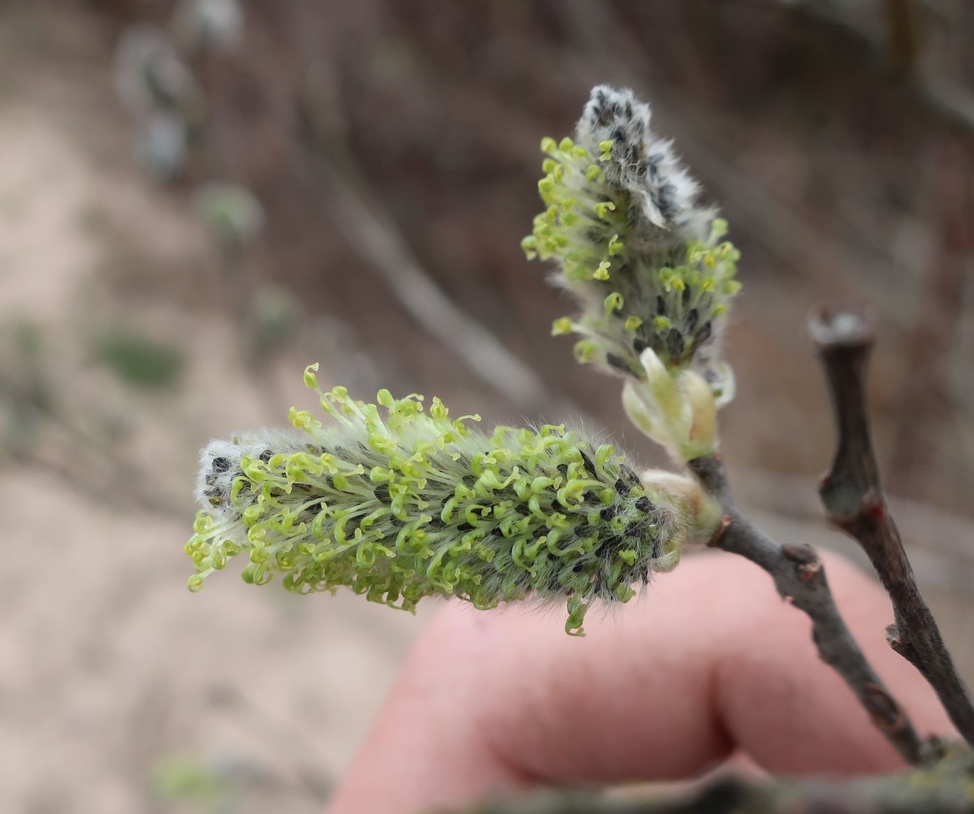 Image of Salix cinerea specimen.