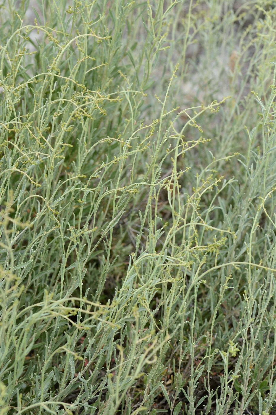 Изображение особи семейство Chenopodiaceae.