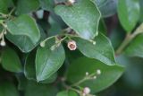 Cotoneaster lucidus