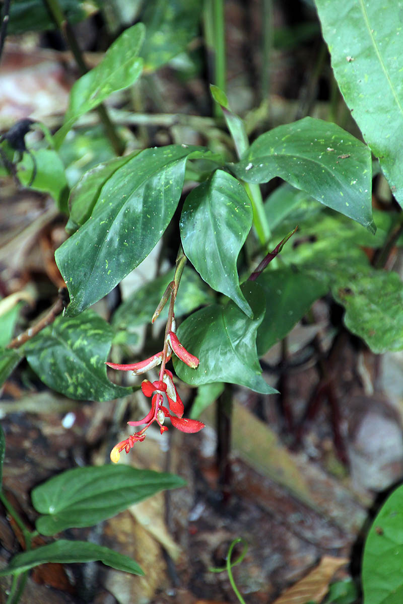 Изображение особи семейство Marantaceae.