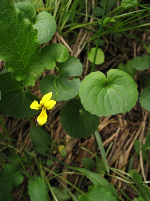 Image of Viola caucasica specimen.